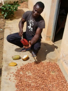 Hassan coupe les cabosses pour extraire les fèves de cacao avant de les faire sécher
